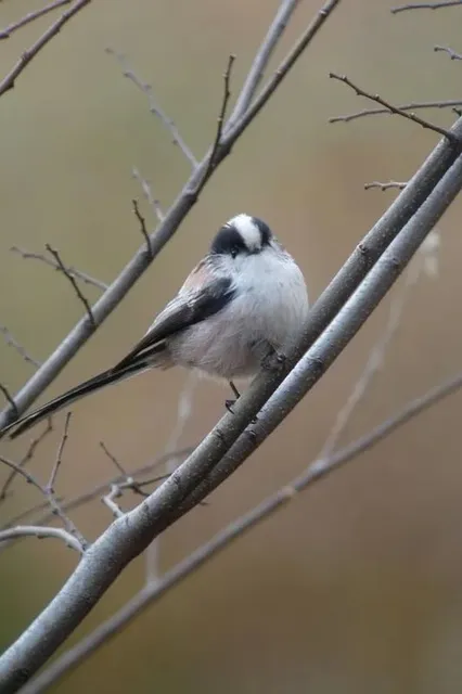 野鳥の写真