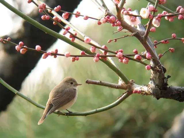 野鳥の写真