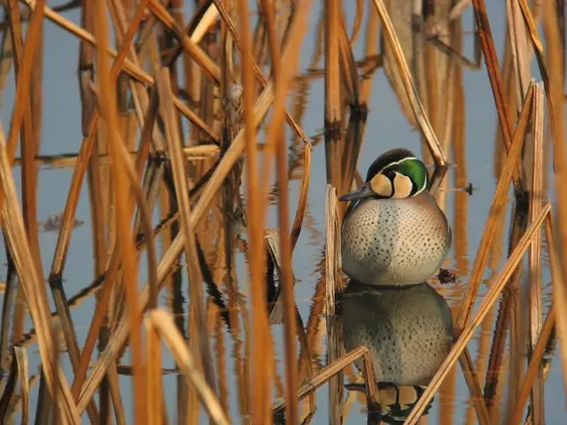 野鳥の写真