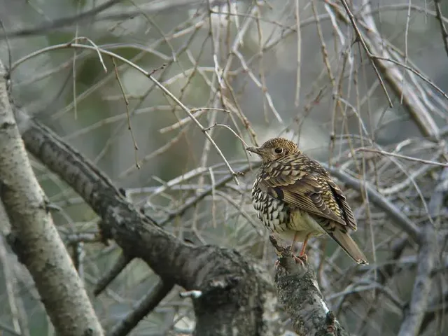 野鳥の写真