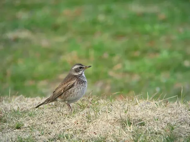 野鳥の写真