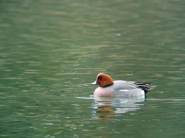 野鳥の写真