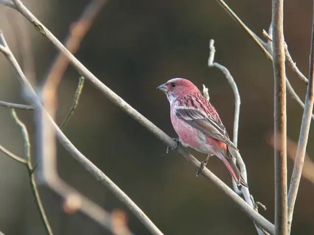 野鳥の写真