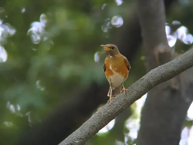 野鳥の写真