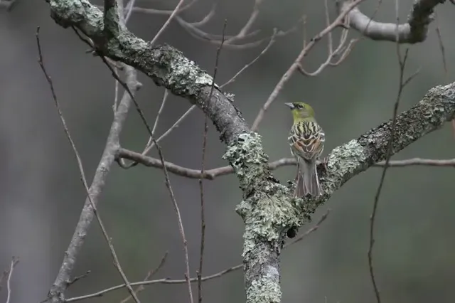 野鳥の写真