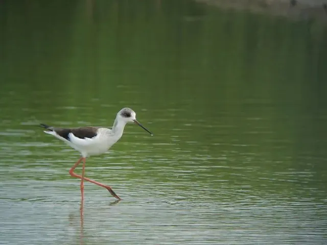 野鳥の写真