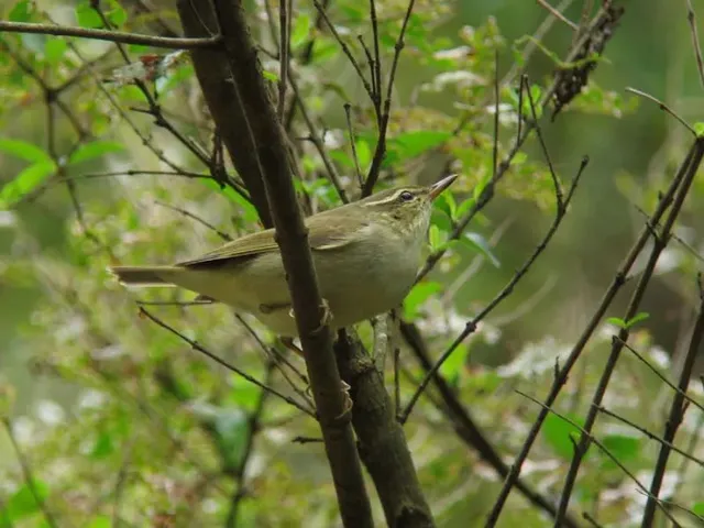 野鳥の写真