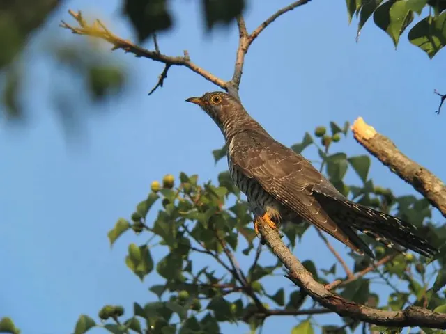 野鳥の写真