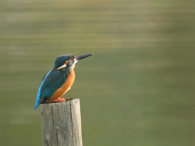 野鳥の写真