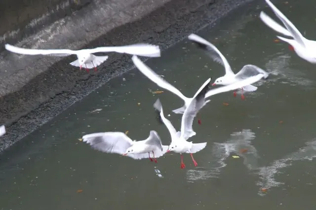 野鳥の写真