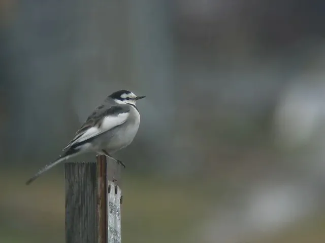 野鳥の写真