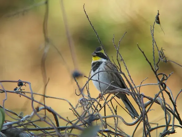 野鳥の写真