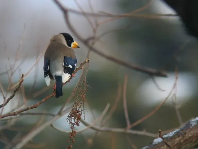 野鳥の写真