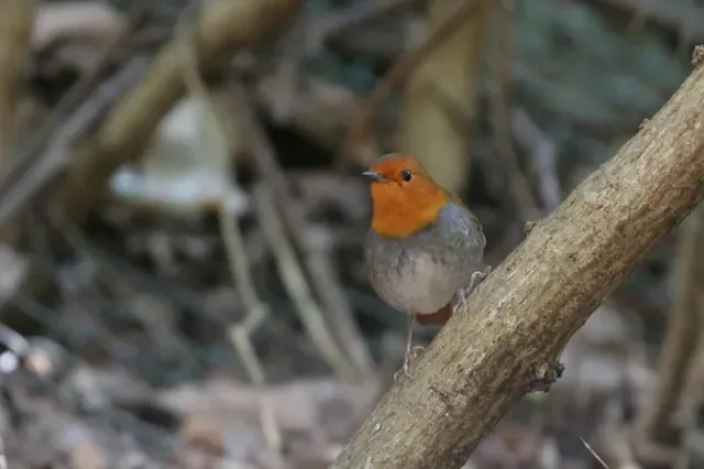 野鳥の写真