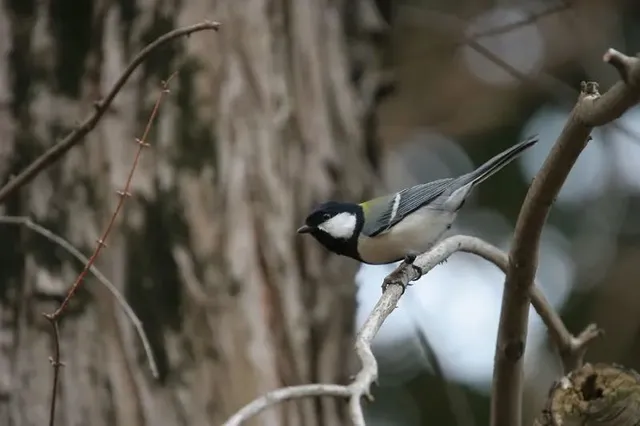 野鳥の写真
