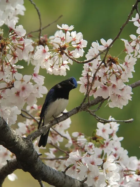 野鳥の写真