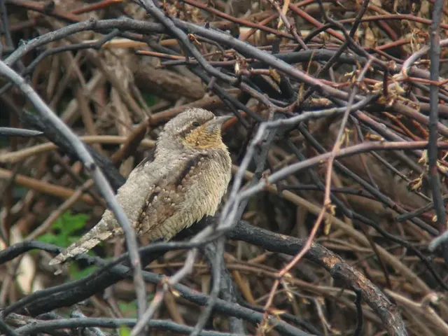 野鳥の写真