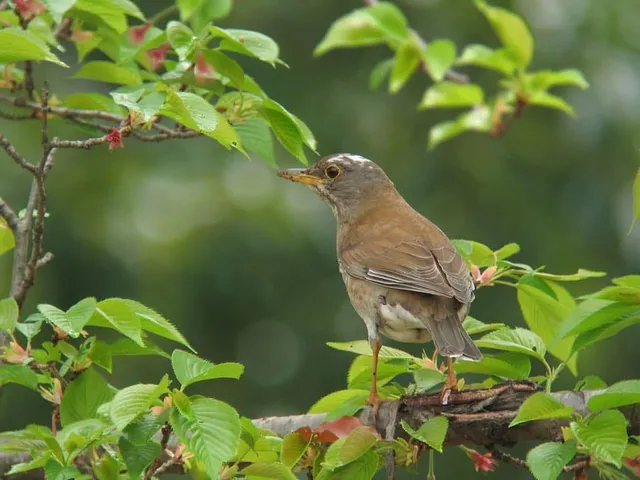 野鳥の写真