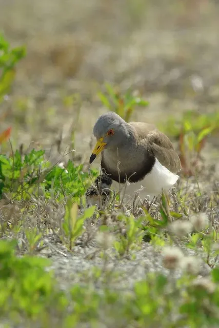 野鳥の写真