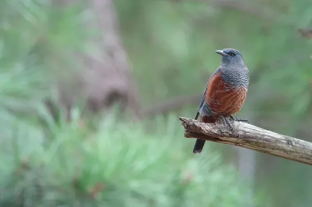 野鳥の写真