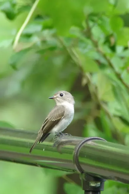 野鳥の写真