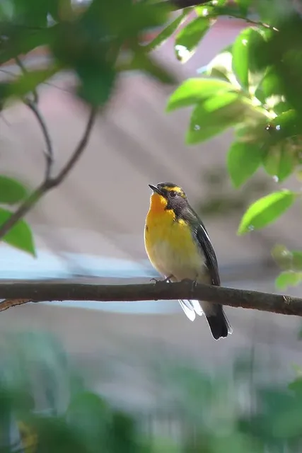 野鳥の写真