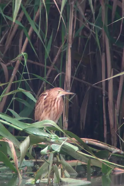 野鳥の写真