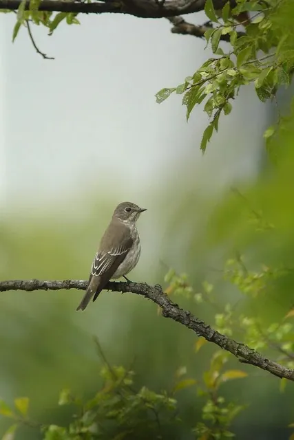 野鳥の写真
