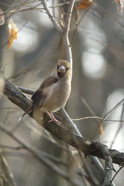 野鳥の写真
