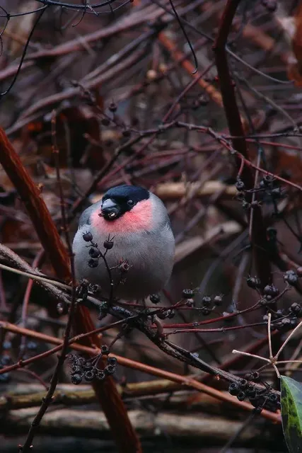 野鳥の写真