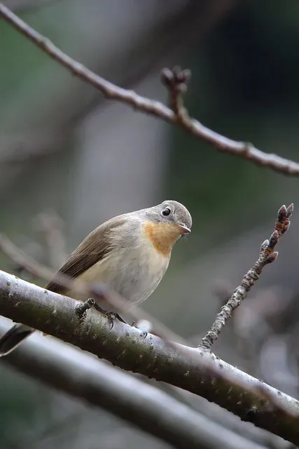 野鳥の写真