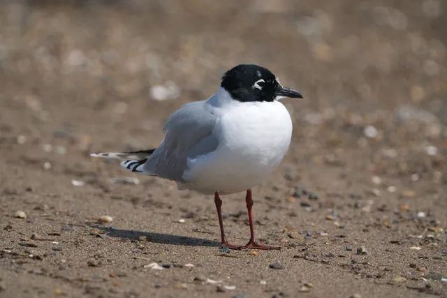 野鳥の写真