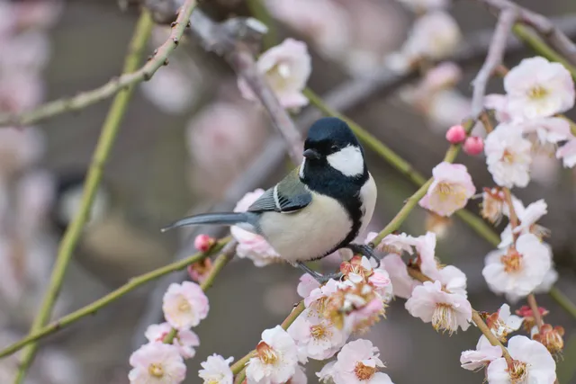 野鳥の写真