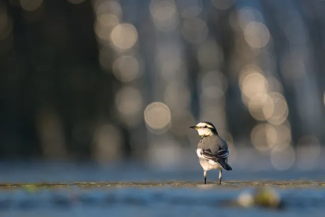 野鳥の写真