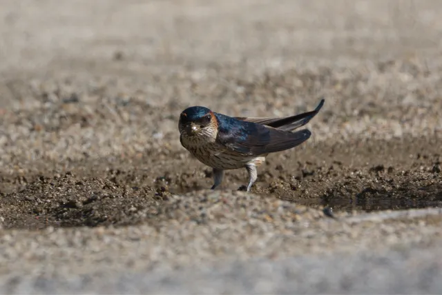 野鳥の写真