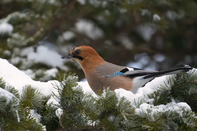 野鳥の写真