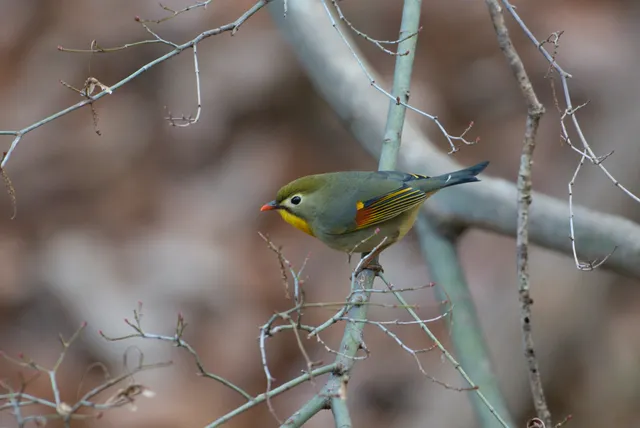 野鳥の写真