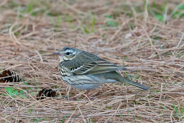 野鳥の写真
