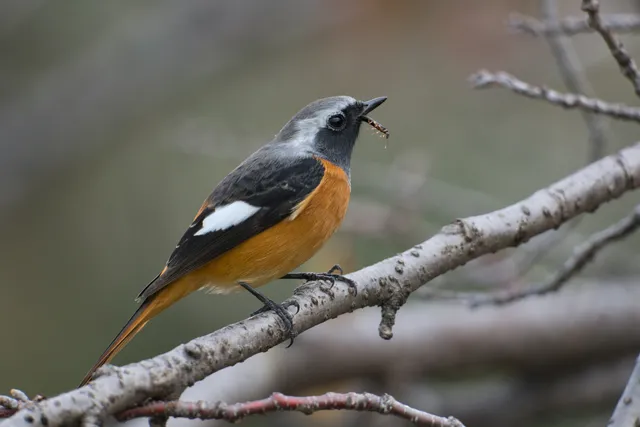 野鳥の写真