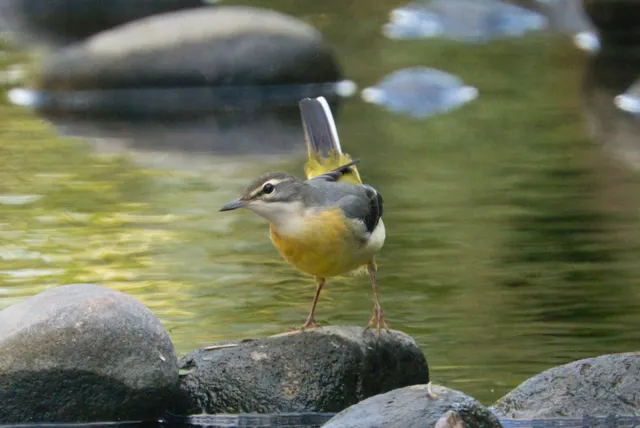 野鳥の写真