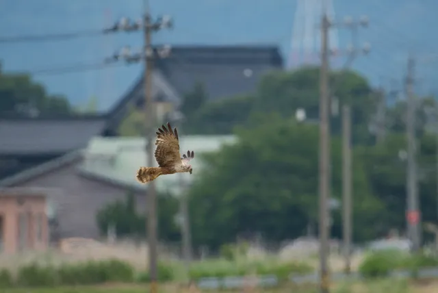 野鳥の写真