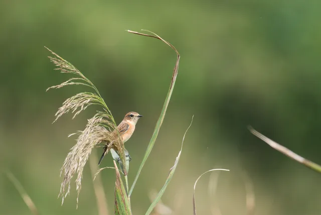 野鳥の写真