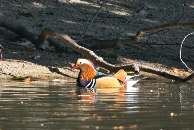 野鳥の写真