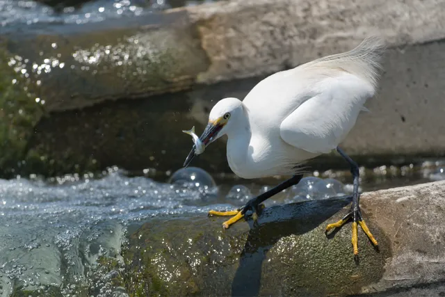 野鳥の写真