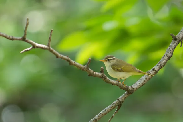 野鳥の写真