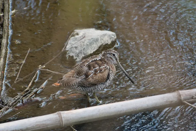 野鳥の写真