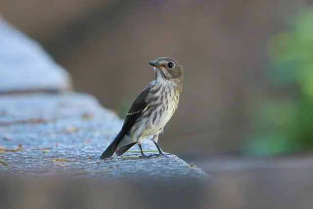 野鳥の写真