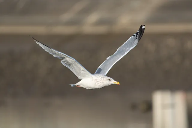 野鳥の写真