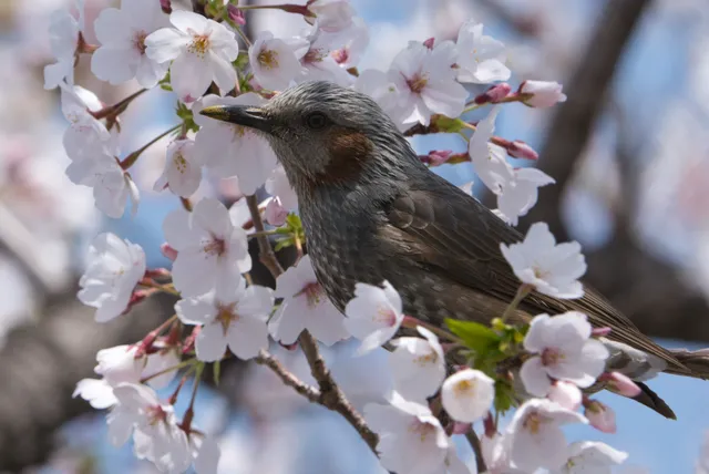 野鳥の写真