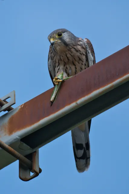野鳥の写真